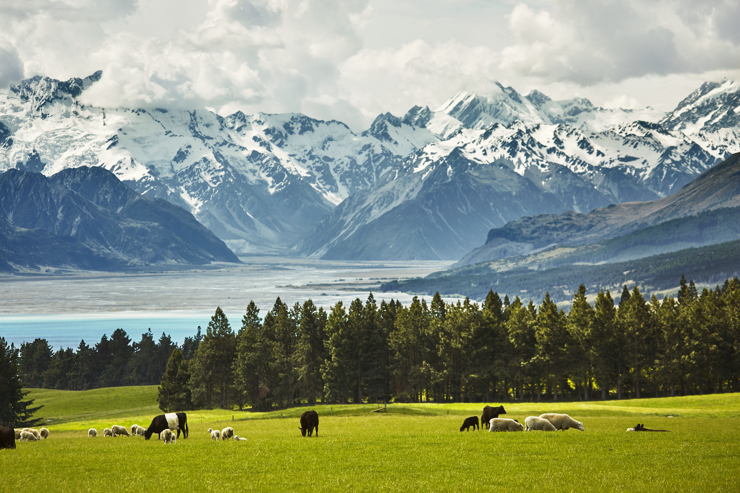 cows and sheep grazing in new zealand field with lake and mountains in the background