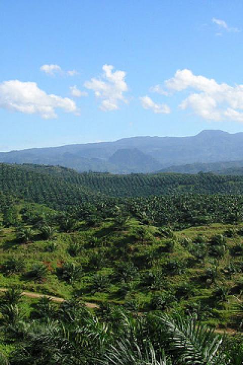 640px-Oil_palm_plantation_in_Cigudeg-03.jpg 640px-Oil_palm_plantation_in_Cigudeg-03.jpg