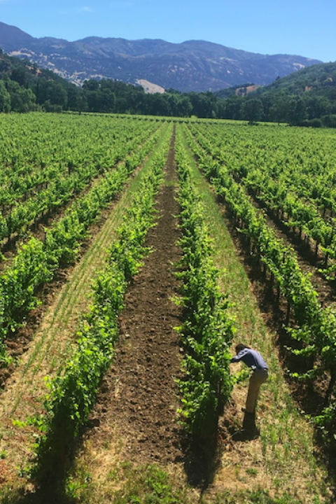 Regenerative Farming