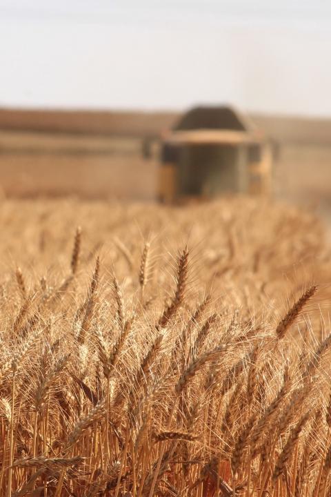 sustainable farming