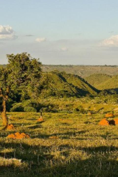 Once-densely-forested-trees-in-Brazils-cerrado-have-often-been-replaced-with-soy.jpg Once-densely-forested-trees-in-Brazils-cerrado-have-often-been-replaced-with-soy.jpg