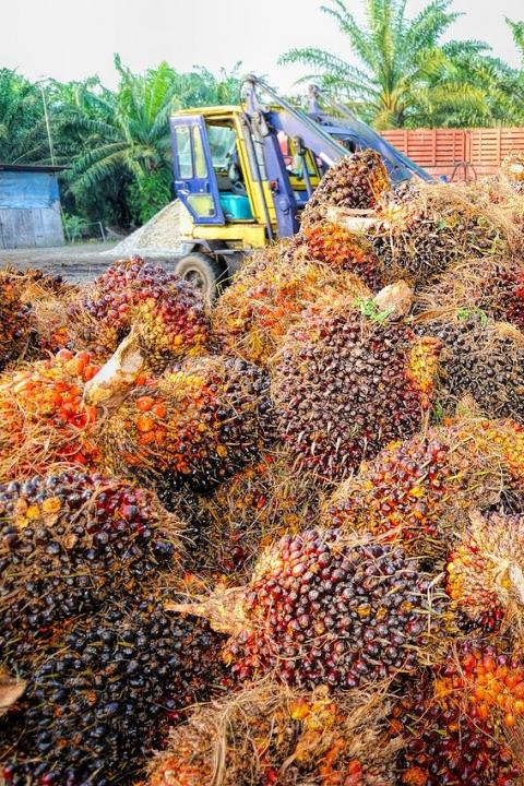 palm oil