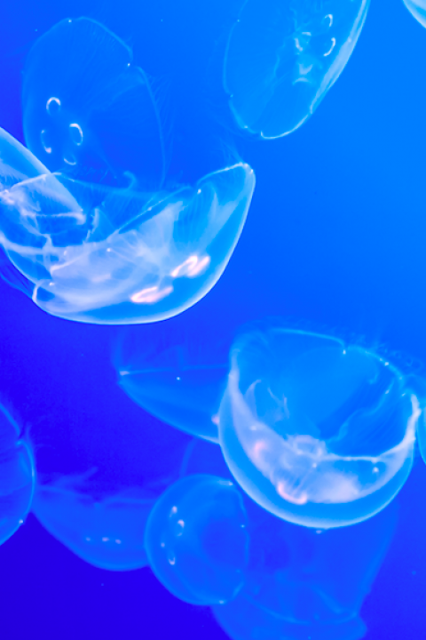 Biomimicry
