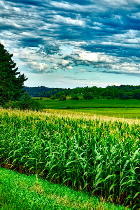 Global Food Supply