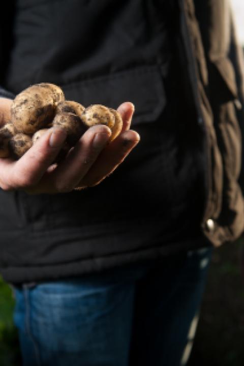Organic Farmers