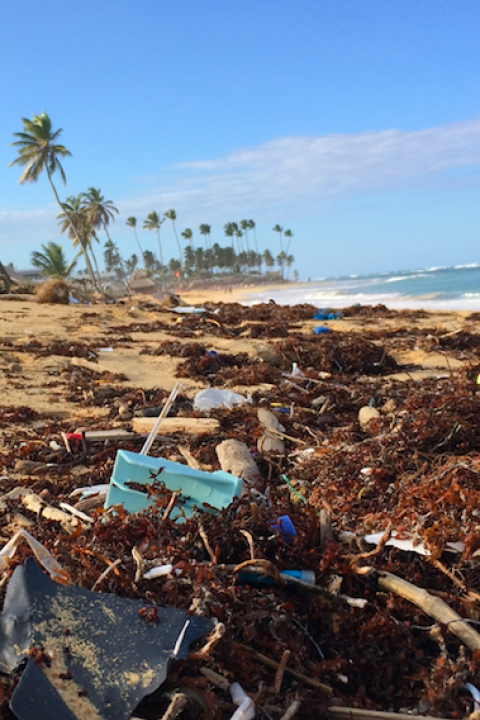 Ocean Plastics