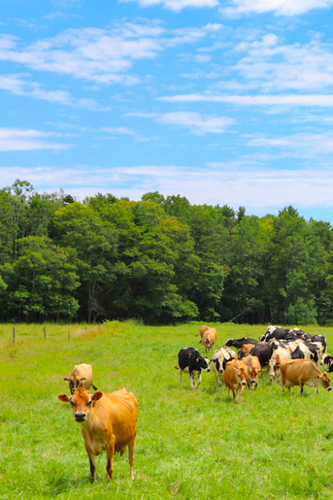 sustainable land management