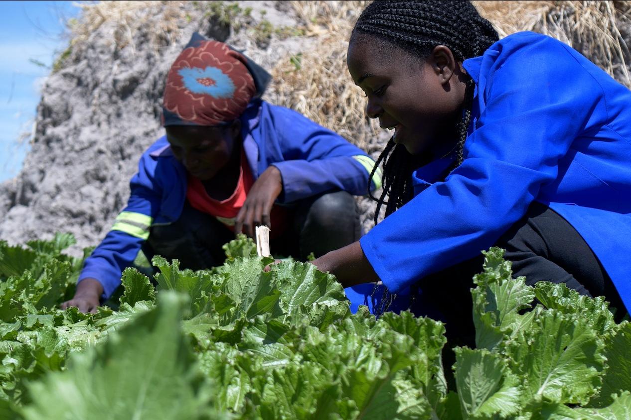Camfed agricultural guides farming lettuce. 
