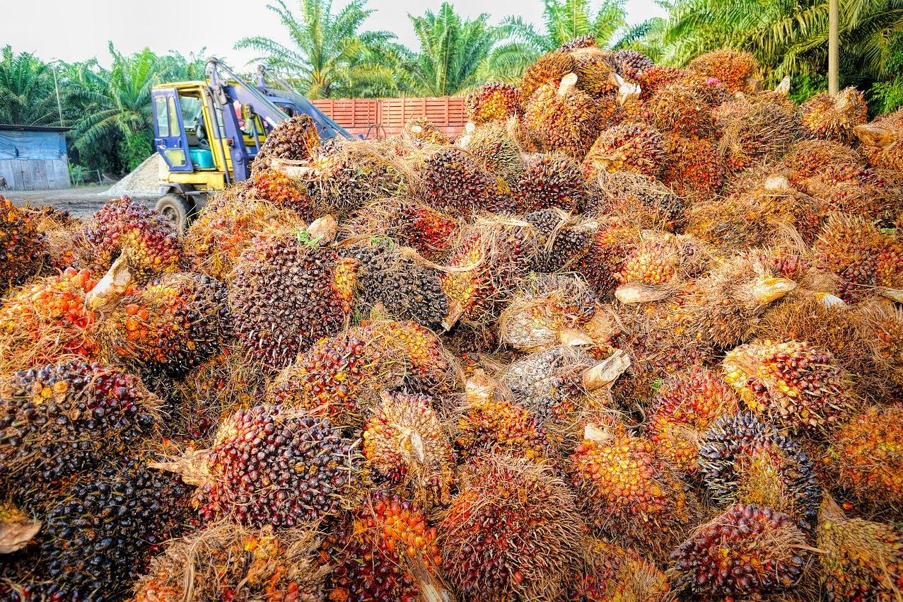 palm oil
