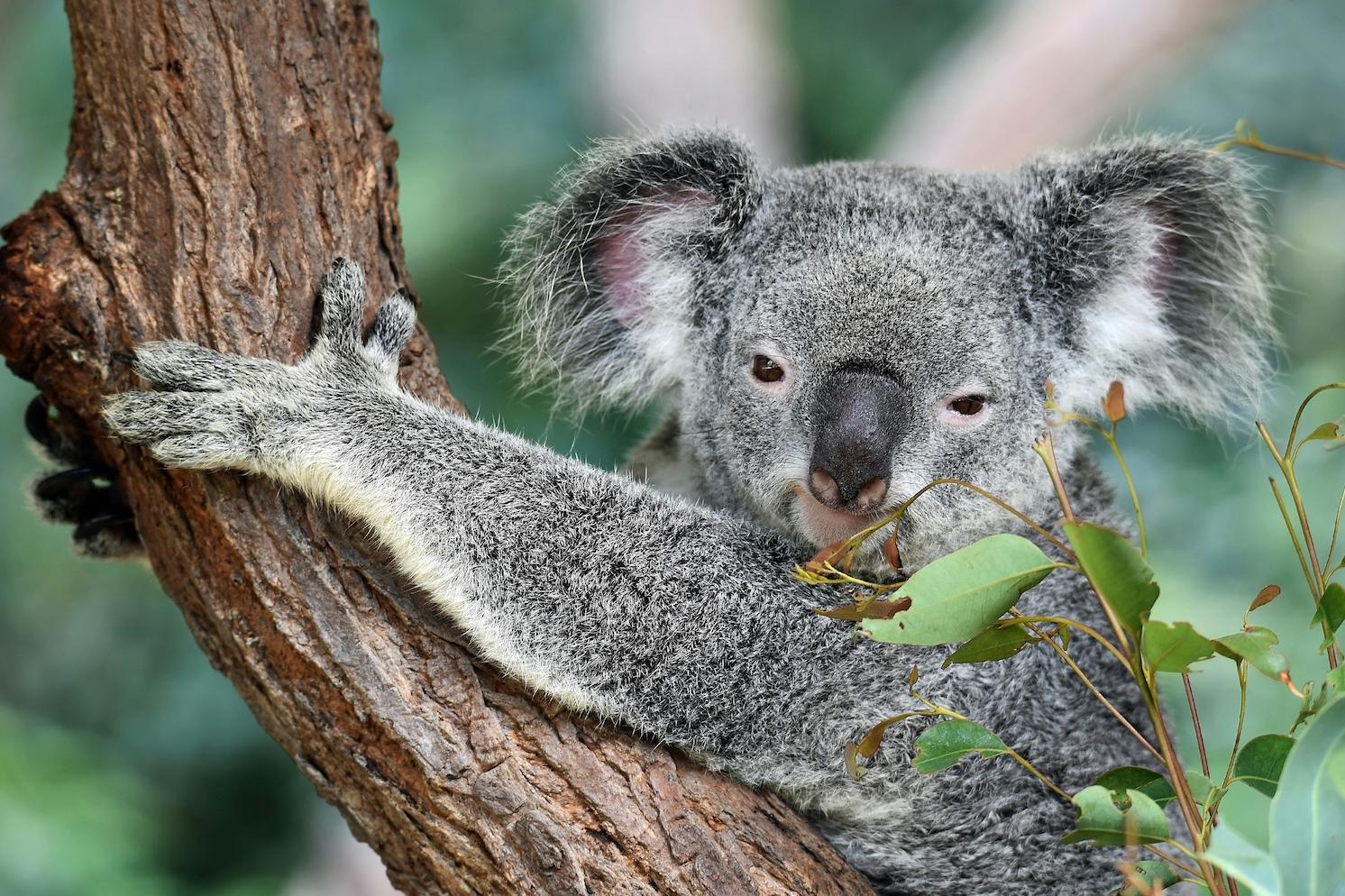 A koala on a tree. 
