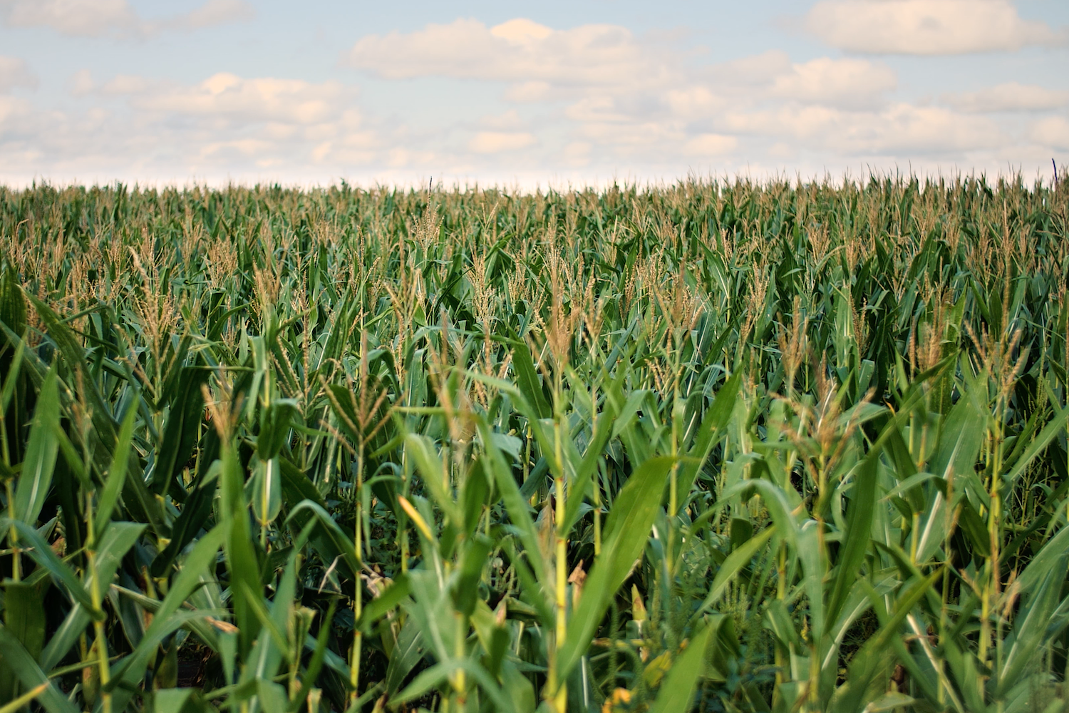 corn field in Iowa - agricultural scope 3 emissions and CPG companies