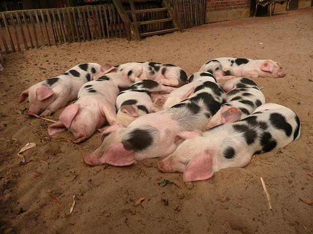 Bentheimer_Landschwein-pigs.jpg