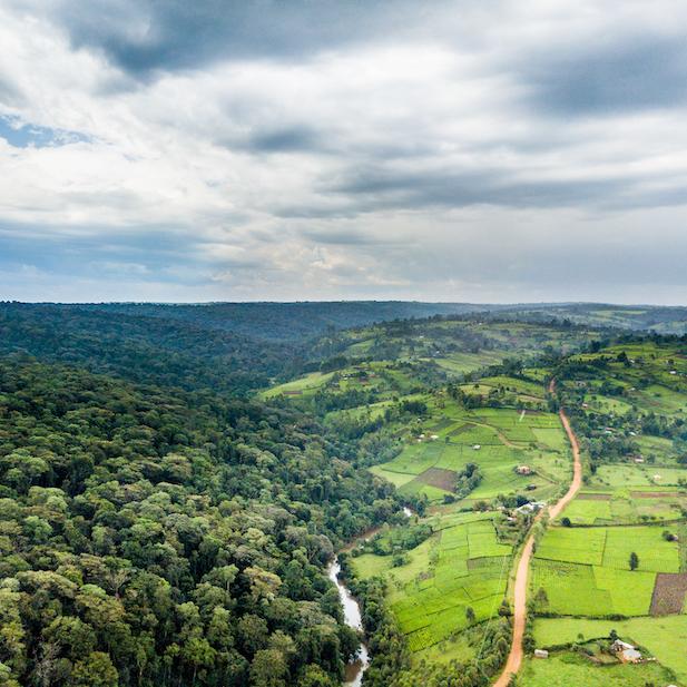 An aerial view of the Mau Forest in Kenya. 
