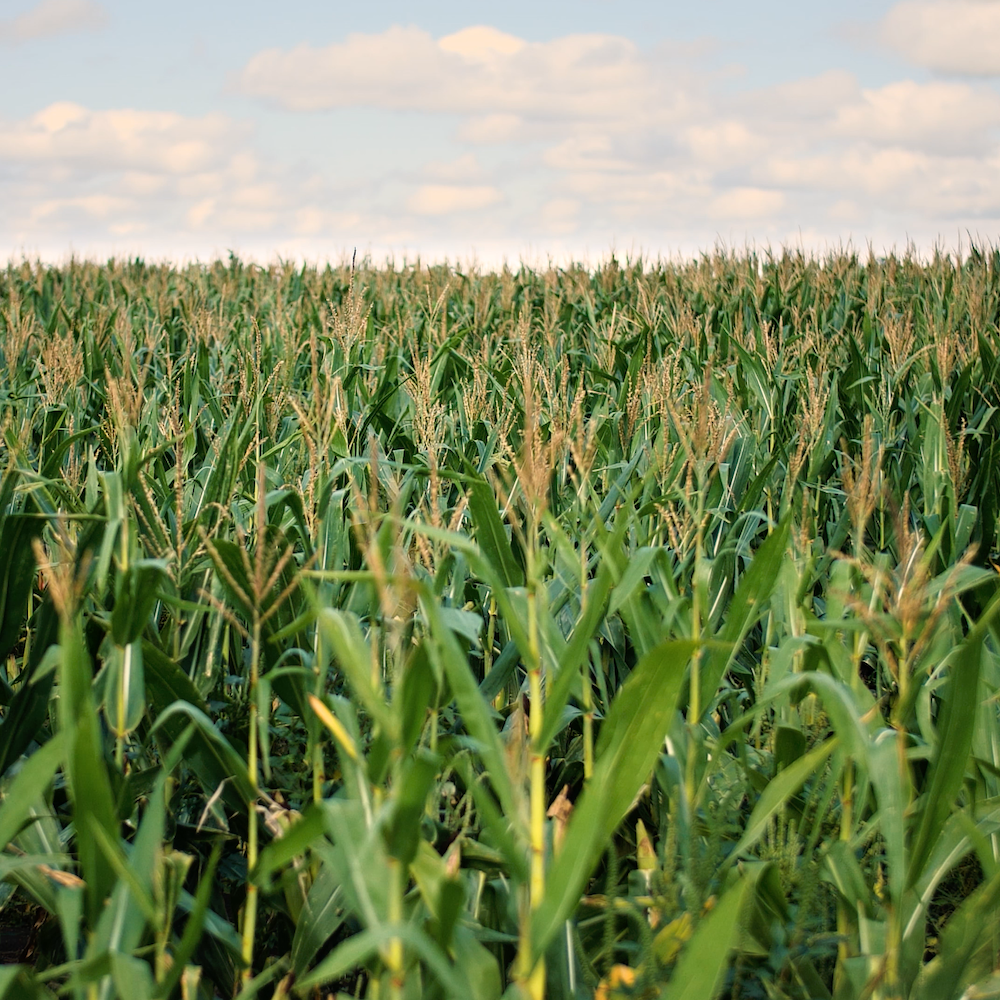 corn field in Iowa - agricultural scope 3 emissions and CPG companies