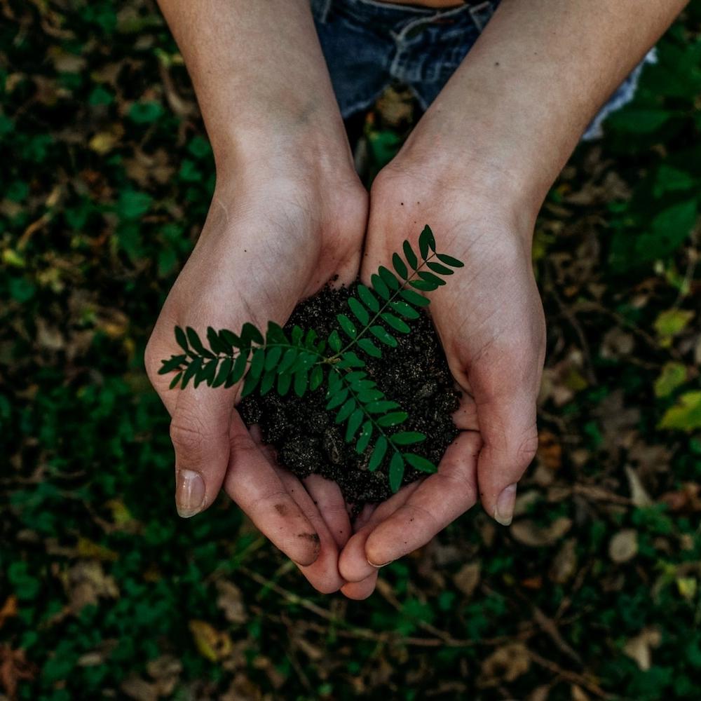 hands holding a plant - sustainability