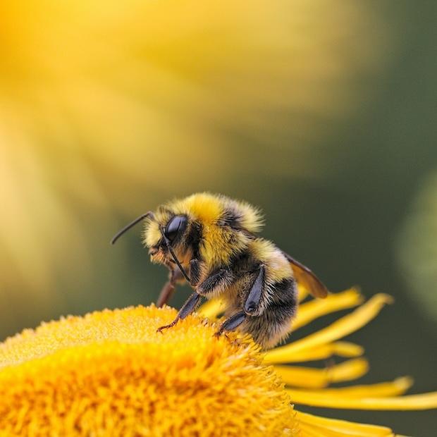 Close-up of bee on flower - biodiversity - planetary boundaries