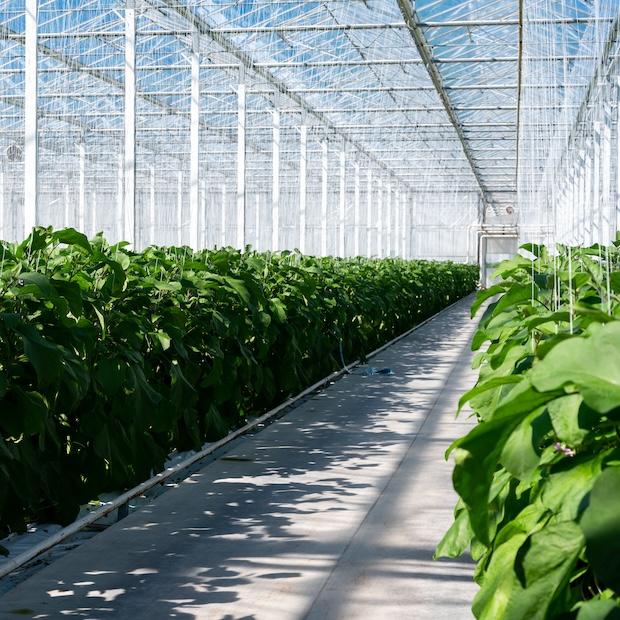greenhouse indoor farm