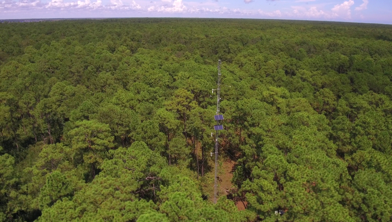 image of research tower in the woods