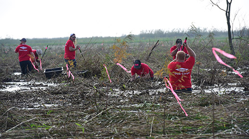 volunteers working in wetlands