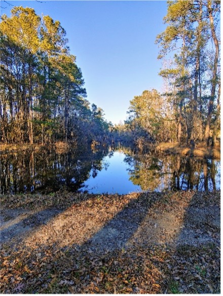 Image of a lake surrounded by forest