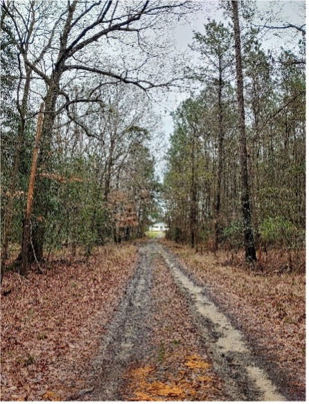 Trail through forest