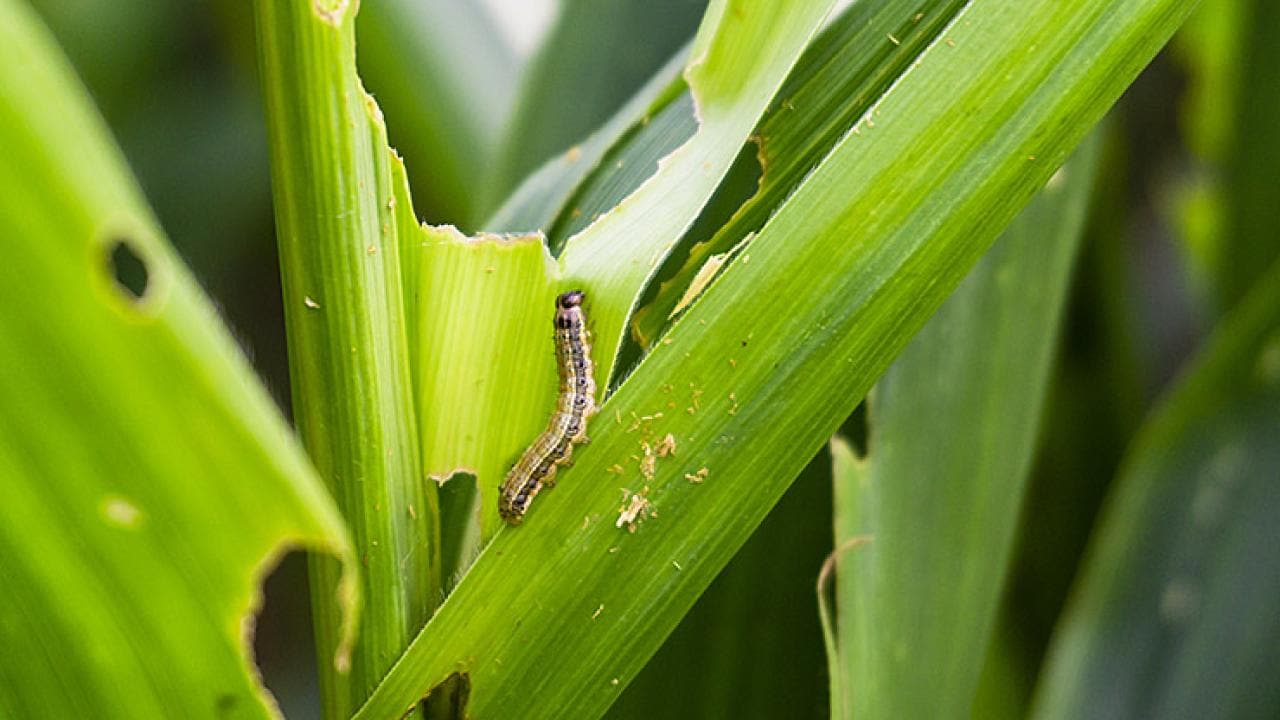 armyworm on a leaf