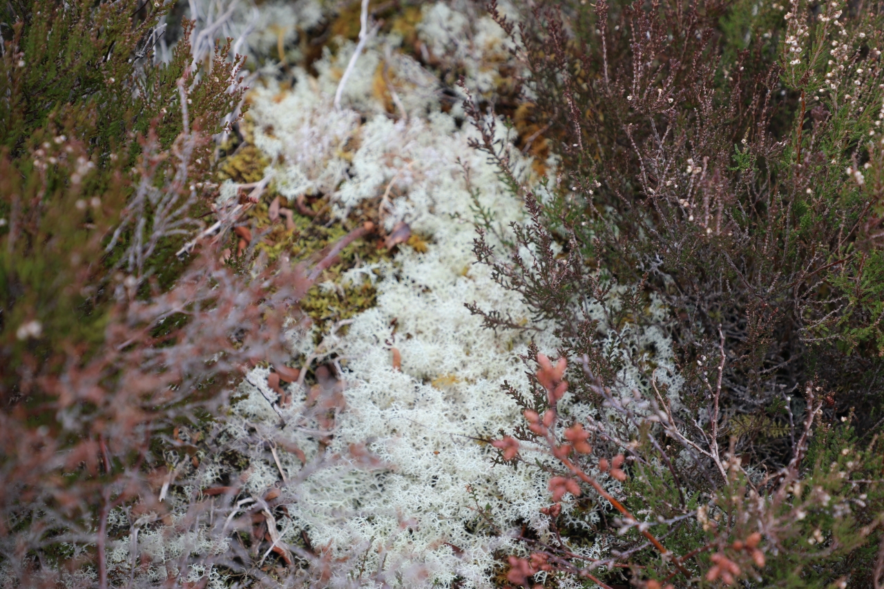 close up of ground cover foliage
