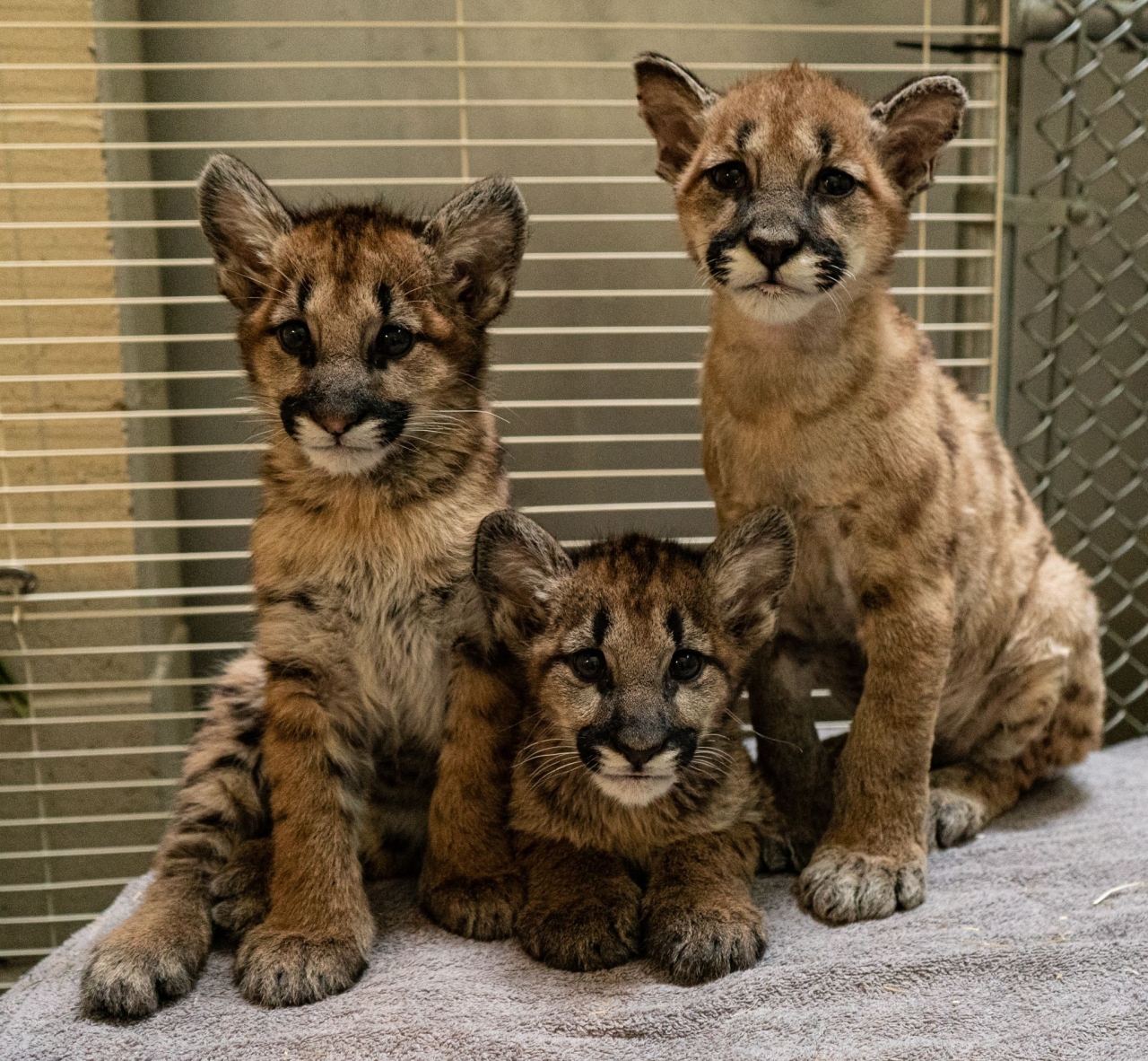 CSRWire - Three Mountain Lion Cubs, Rescued From California Wildfires