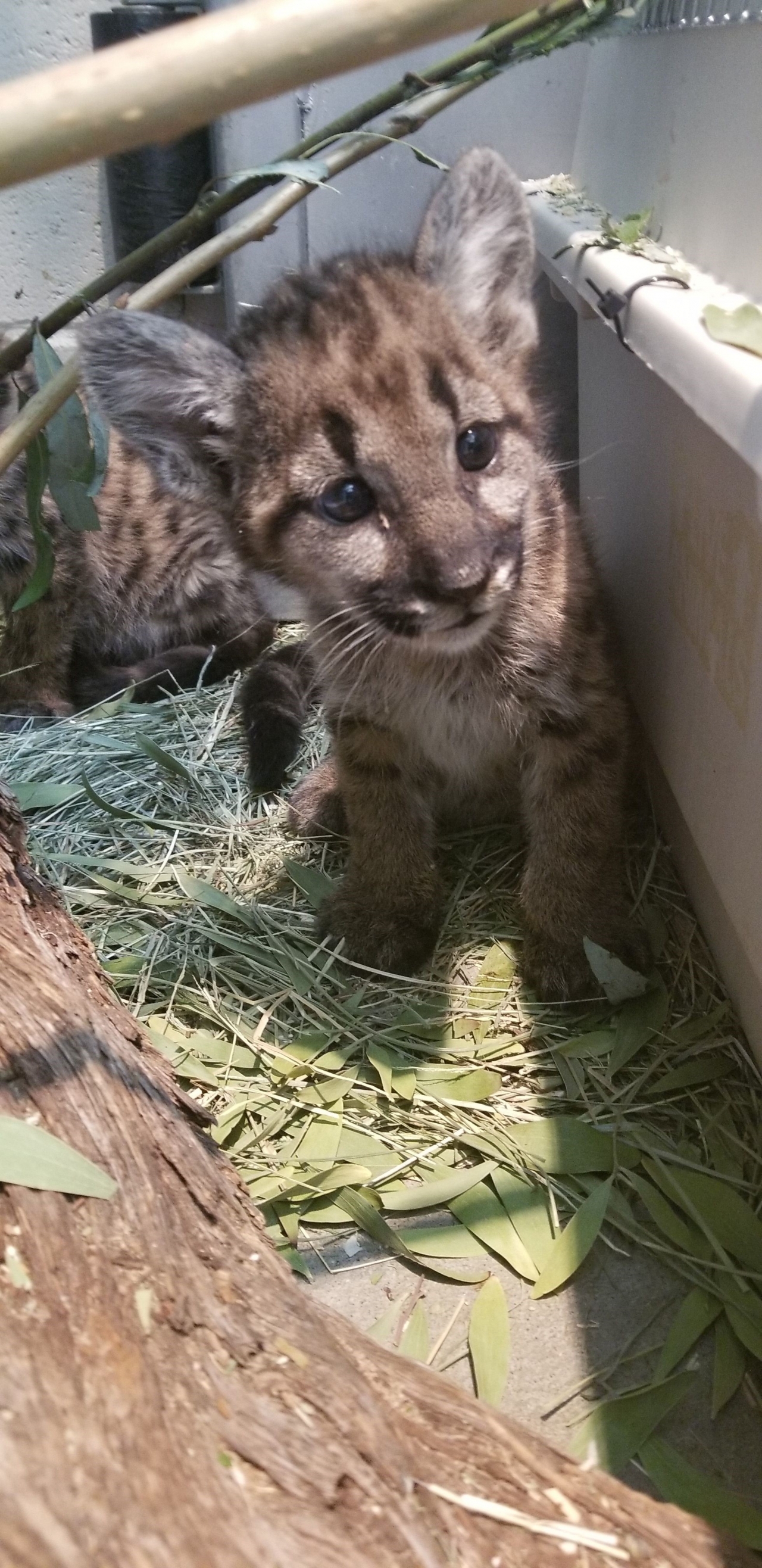 mtn lion cub