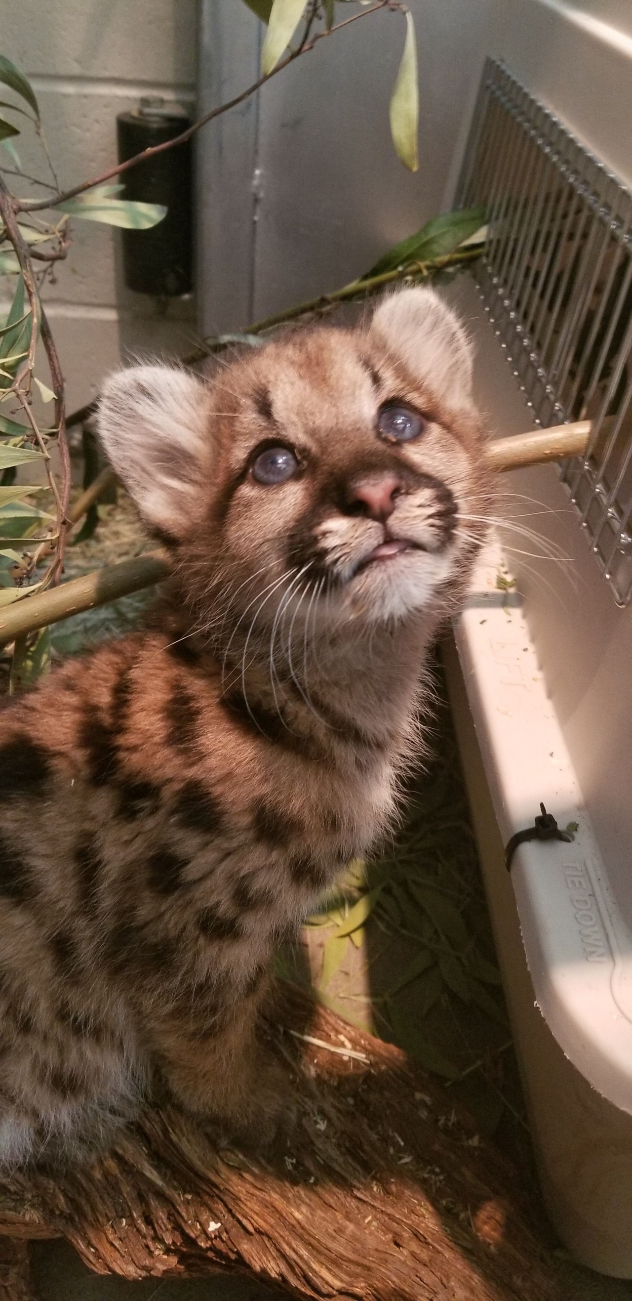 mtn lion cub