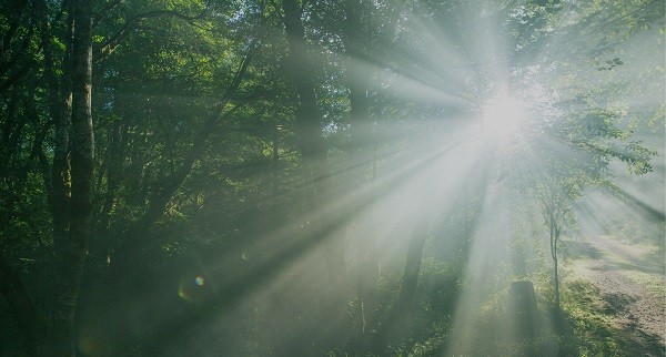 sunlight through trees