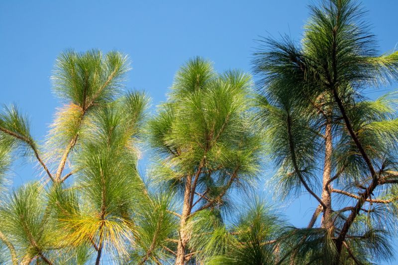 longleaf pine treetops