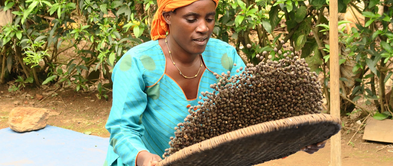 Woman tosses dried nuts on a screen with hedge in the background