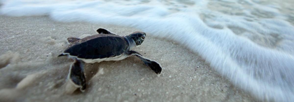 turtle hatchling