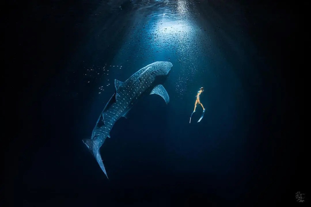 underwater shot of Gádor swimming next to a whale shark in a ray of sunlight