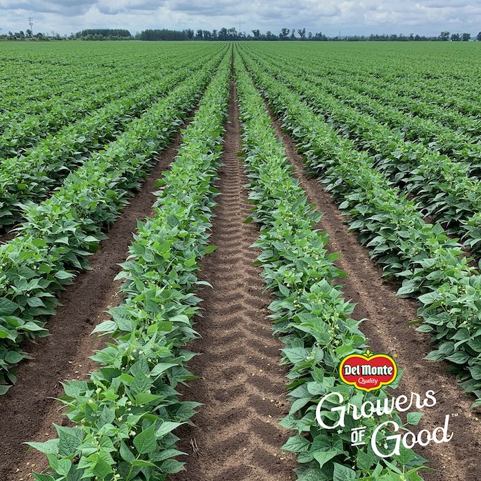 Del Monte: Growers of Good. Overhead shot of field of vegetables.