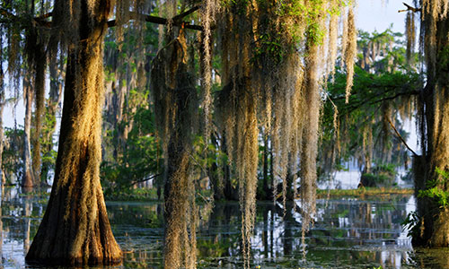 trees growing from water with spanish moss hanging down from their branches