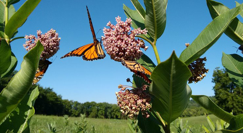 Butterflies on milkweed