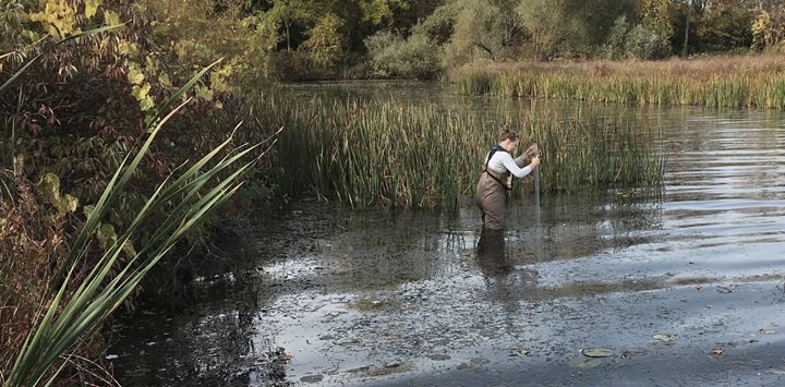 Person sampling a marsh