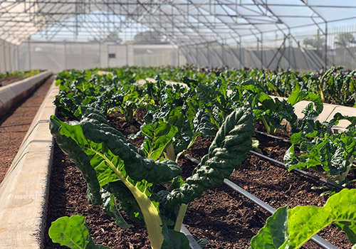 greens in a greenhouse