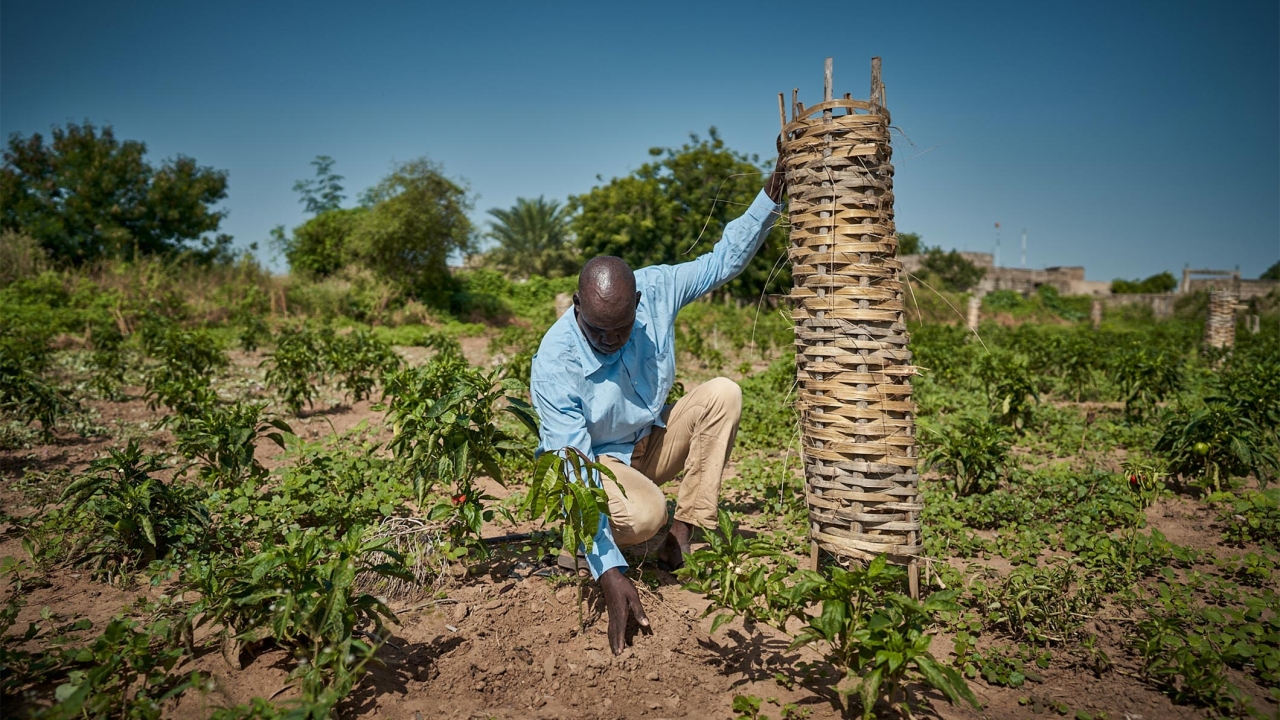 person tending the young trees