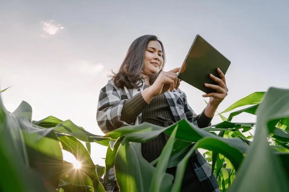 Person holding a tablet while stood in a field of crops