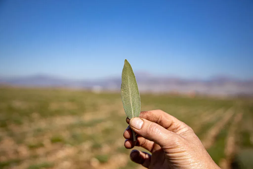 Photo of a hand holding a leaf with a field in the background