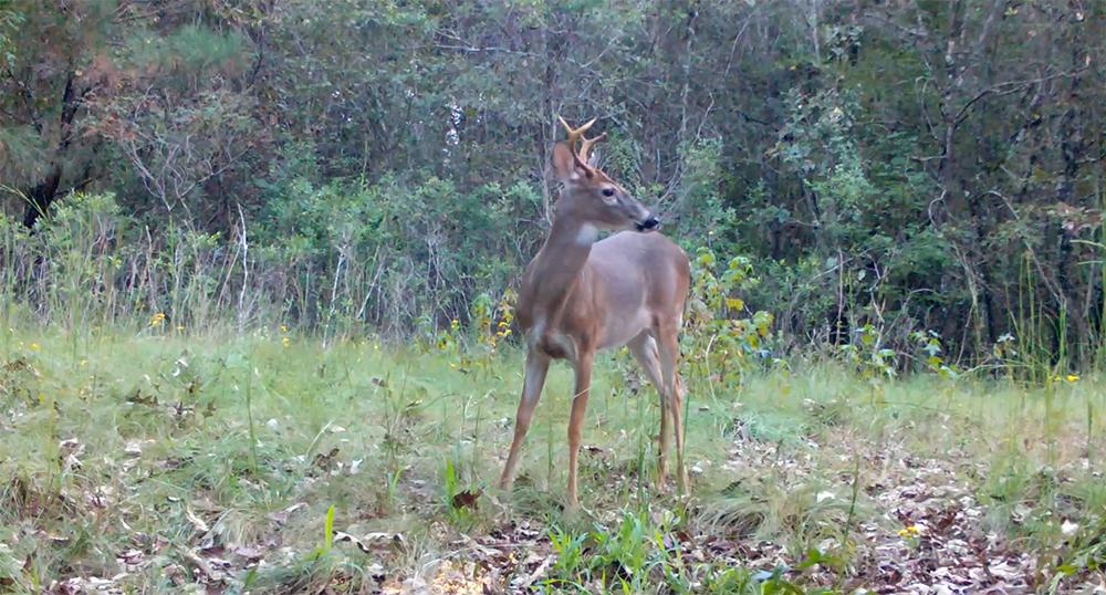 A deer alert, looking in the distance