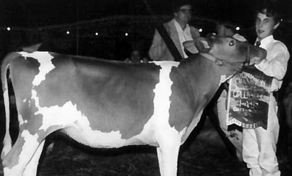 Alvin Etheredge showing a cow and grand junior champion ribbon