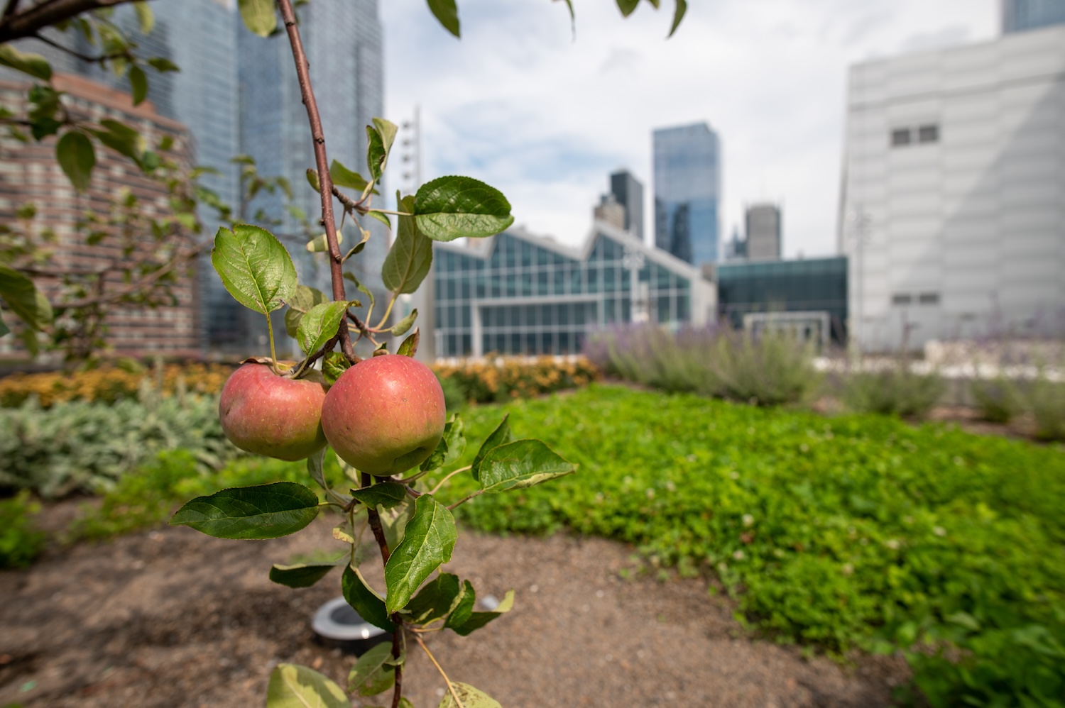 Apple tree growing on Javits Center green roof