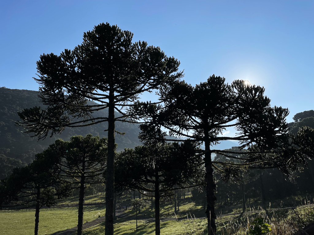 Araucaria trees