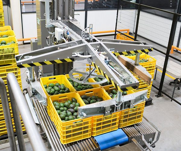 avocados being processed for shipping