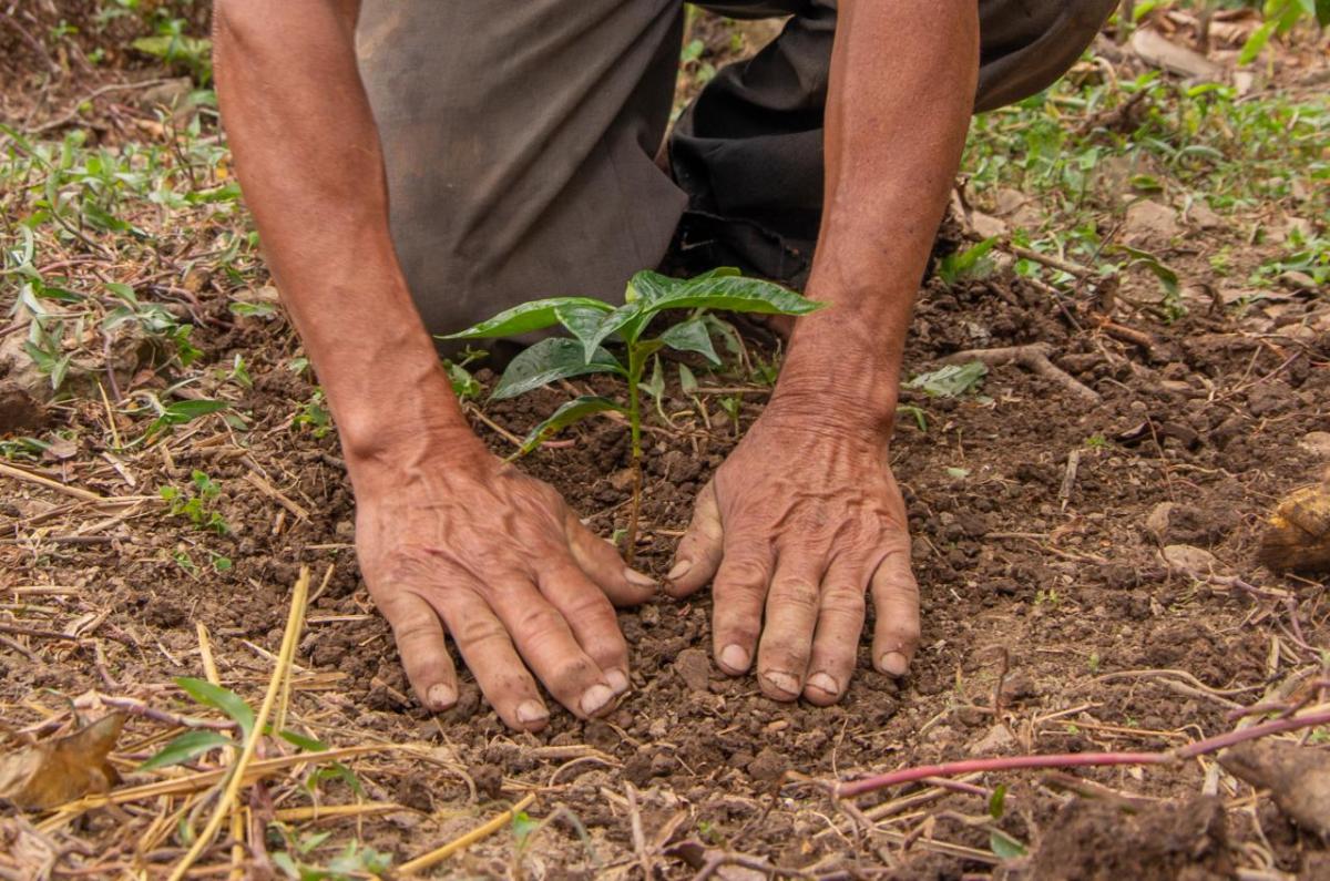 Person knelt down on the ground with their hands laid flat on the soil