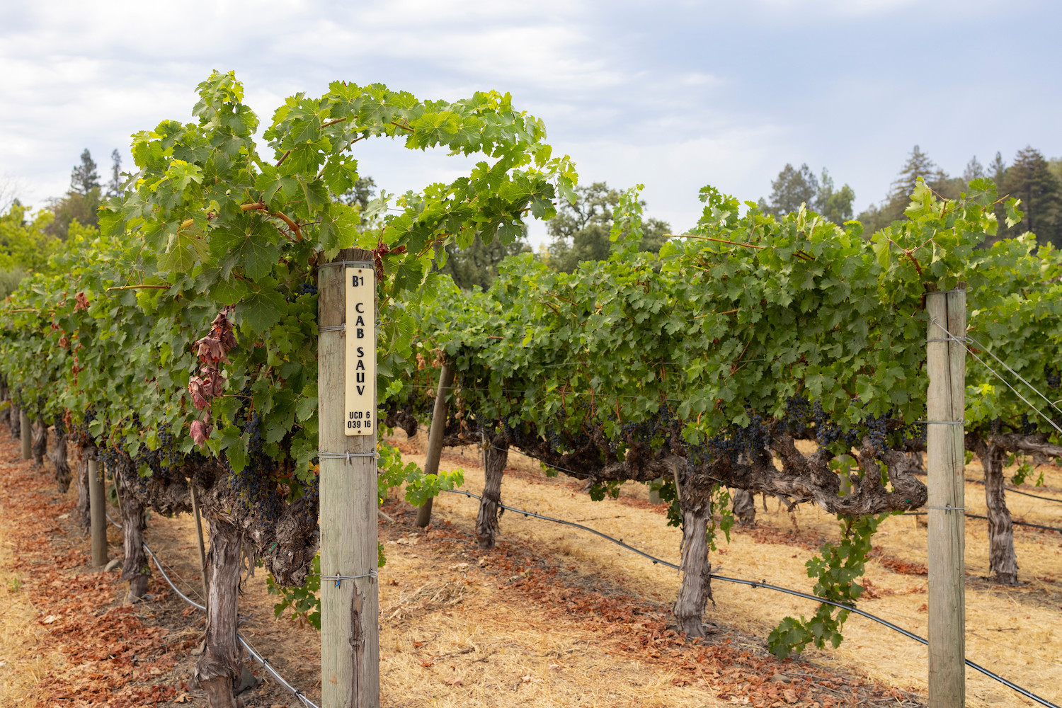 Cabernet sauvignon grapes grow on Benoist Ranch in California's Napa Valley wine country - wines and climate change